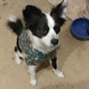 Meet your Posher, Wayne